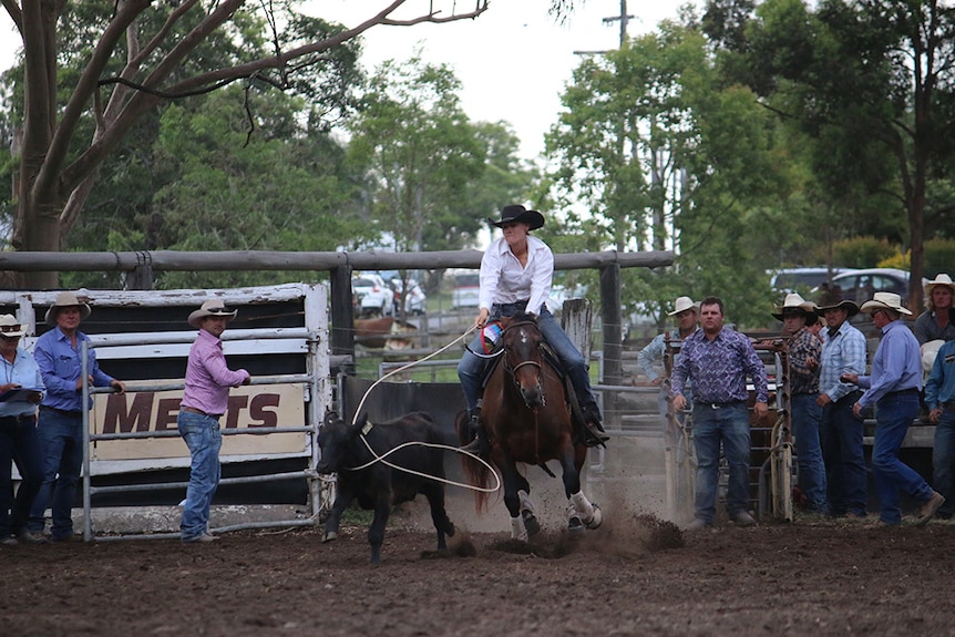 Cowgirl wearing white shirt and black hat on a horse ropes a black calf.