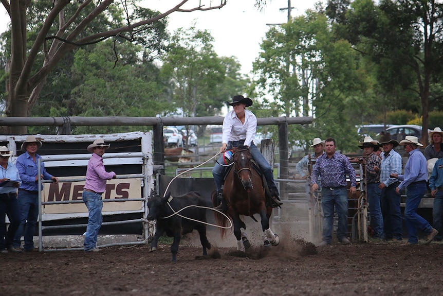 Cowgirl portant une chemise blanche et un chapeau noir sur un cheval cordes un veau noir.