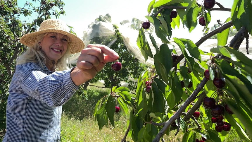 Ms Brooke, a white blonde-haired woman, wears a sun hat and blue chequered shirt and holds a red cherry by the stem.