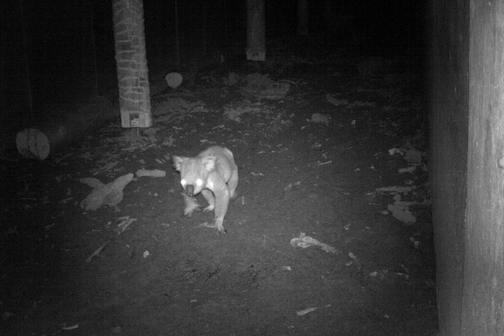 A koala at night walking through a highway underpass