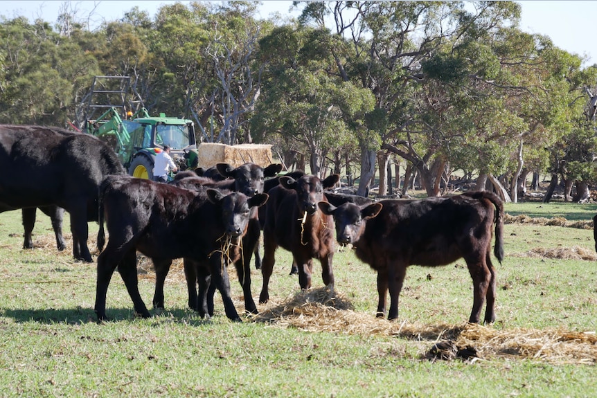 Jarrod Carroll hand feeding cattle