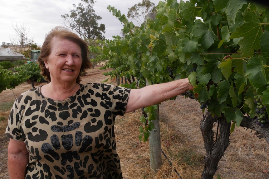 Winery owner walks through her rows of wine grape vines.