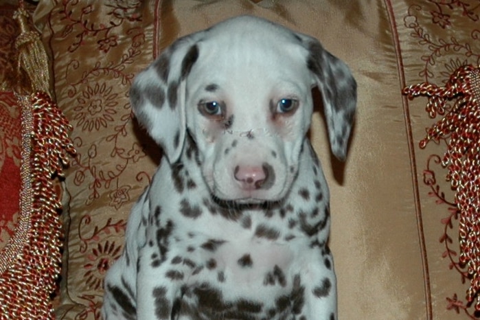 A Dalmatian puppy sits amid a pile of cushions.