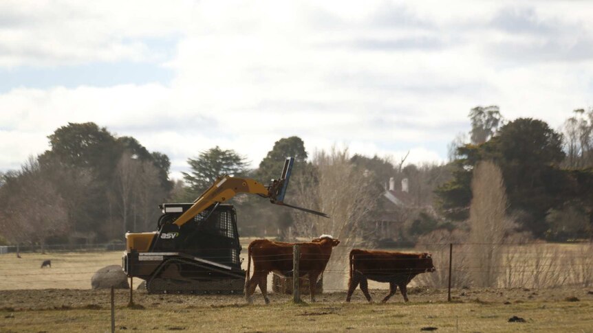 Cows surrounded a tractor in a paddock