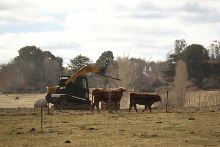 Cows surrounded a tractor in a paddock