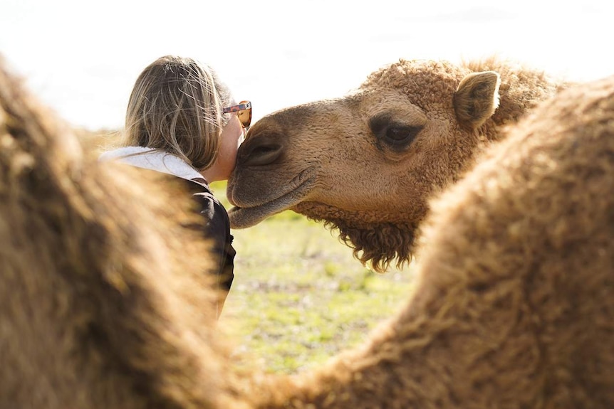 A woman rests her cheek on a camel's face on a grassy paddock.