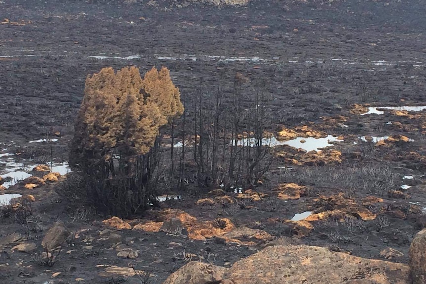 Burned trees and blackened ground in a Tasmania WHA