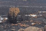 Area blackened in northern Tasmania after bushfire