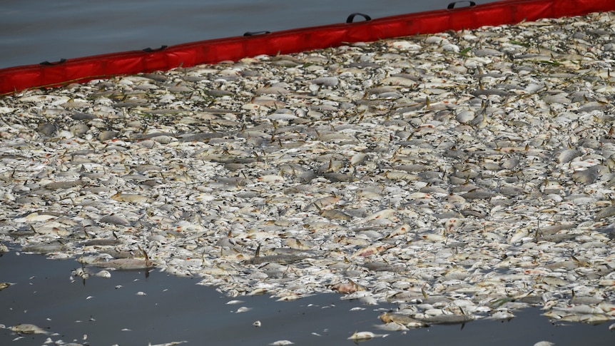 Dead fish floating on the surface of a river are penned in with a floating red barrier.