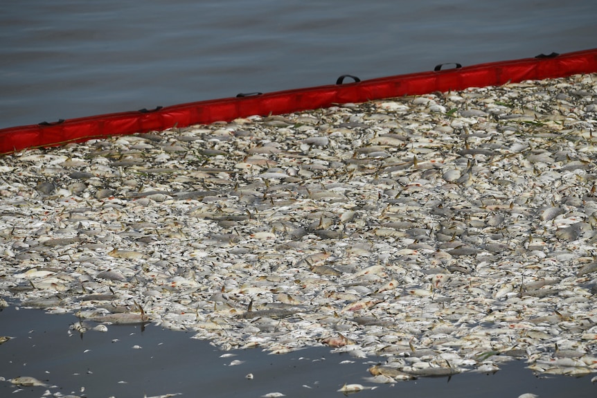 Dead fish floating on the surface of a river are penned in with a floating red barrier.
