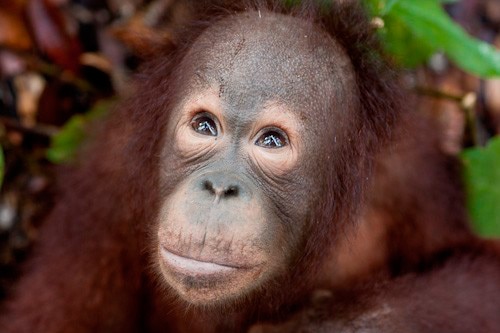 An orangutan in Indonesian Borneo gazes to the forest canopy (Josh Raymond)