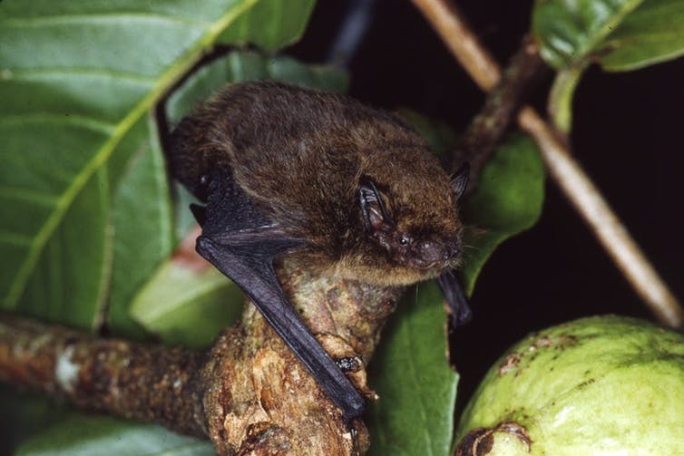 A small bat perched on a tree branch