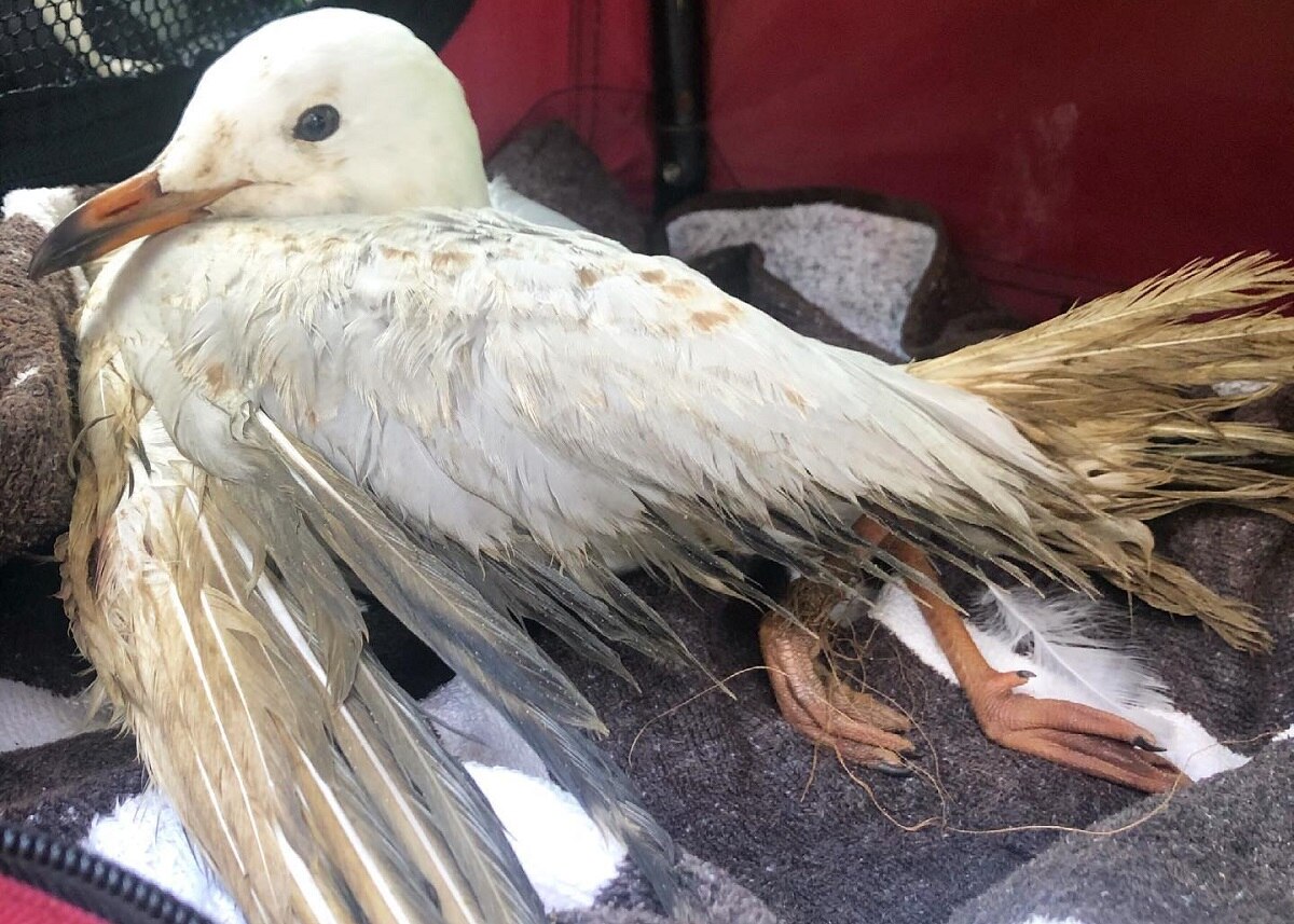 Australian Seabird Rescue Says Wildlife Is Paying The Price For Fishing Boom Abc News