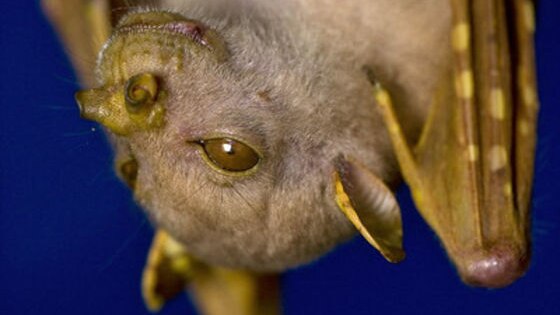 A tube-nosed fruit bat