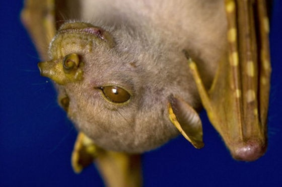 A tube-nosed fruit bat