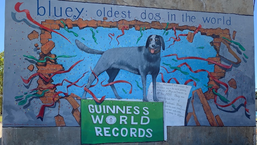 A mural depicting cattle dog and a Guinness World Records sign and title across the top reading, Bluey oldest dog in the world.