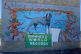 A mural depicting cattle dog and a Guinness World Records sign and title across the top reading, Bluey oldest dog in the world.