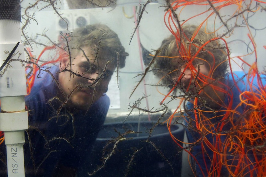 Batavia Coast Maritime Institute students observe the rare Ribboned Seadragon