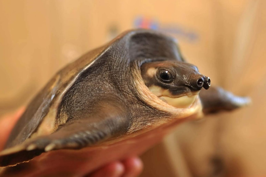 Two rare pig nose turtles - one alive, one preserved - are seized from Mt Helena house in Perth