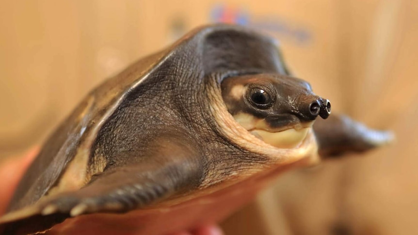 Two rare pig nose turtles - one alive, one preserved - are seized from Mt Helena house in Perth