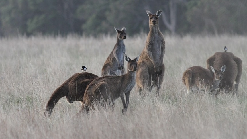 Mob of six kangaroos standing in a dry paddock.