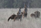 Kangaroos in a paddock