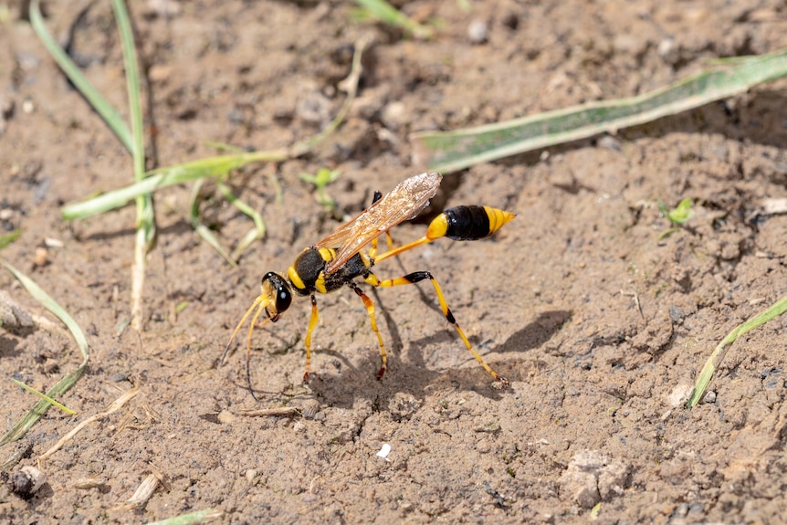 A long, skinny wasp with a narrow waist on dirt.