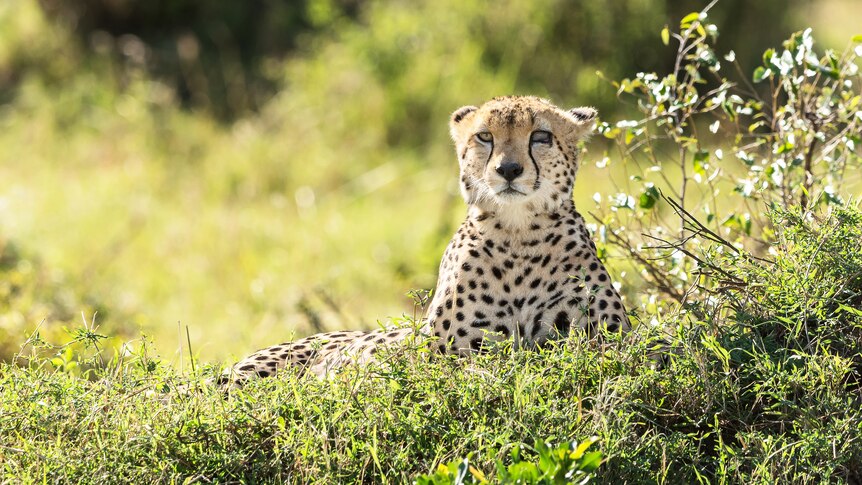 A spotted cheetah sits amongst green foliage. One eye is cloudy due to an injury.