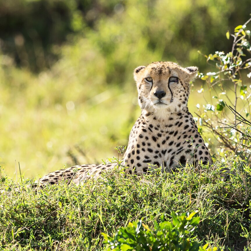 A spotted cheetah sits amongst green foliage. One eye is cloudy due to an injury.