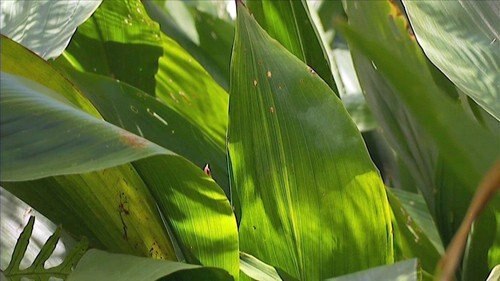 12 Easy Indoor Plants For Beginners Abc Life