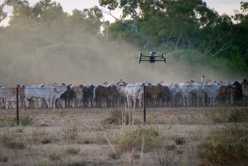drone hovers near a herd of cattle 