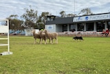 A working dog stands behind three sheep on a football oval.