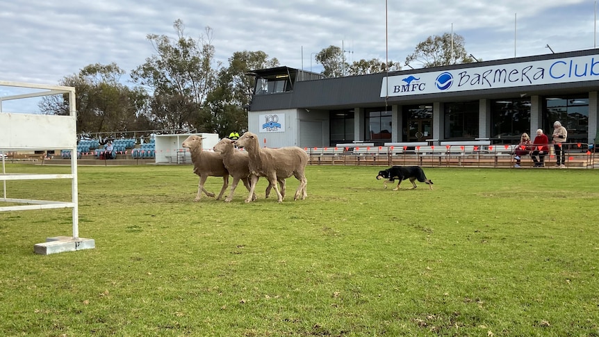 A working dog stands behind three sheep on a football oval.