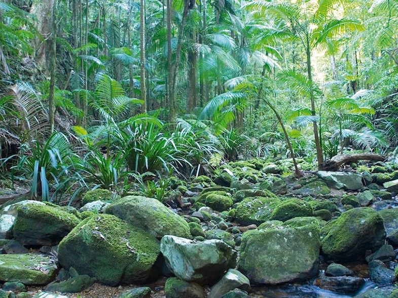A creek running through Big Scrub rainforest in northern New South Wales.