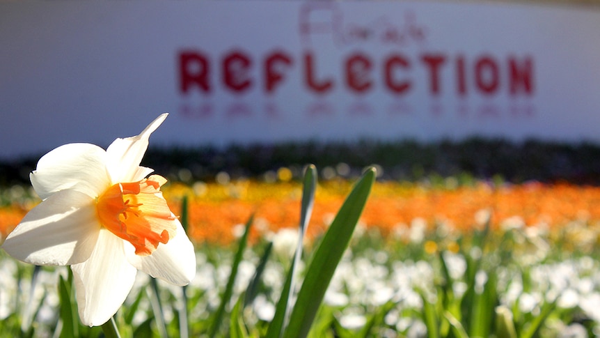 Floriade2015's theme is reflection
