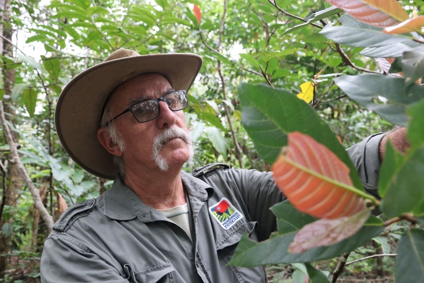 Man in hat inspects plant with pink and green leaves
