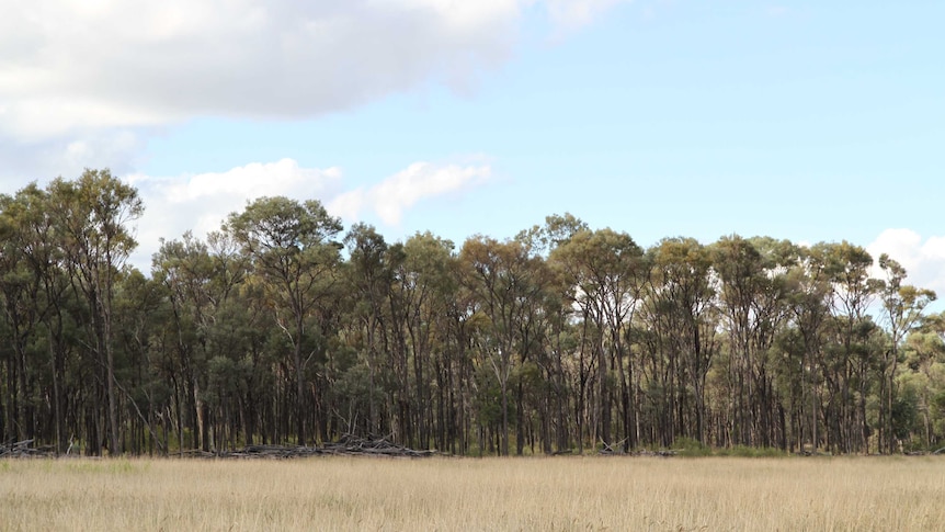 Open paddock with grass and thick vegetation in the background.