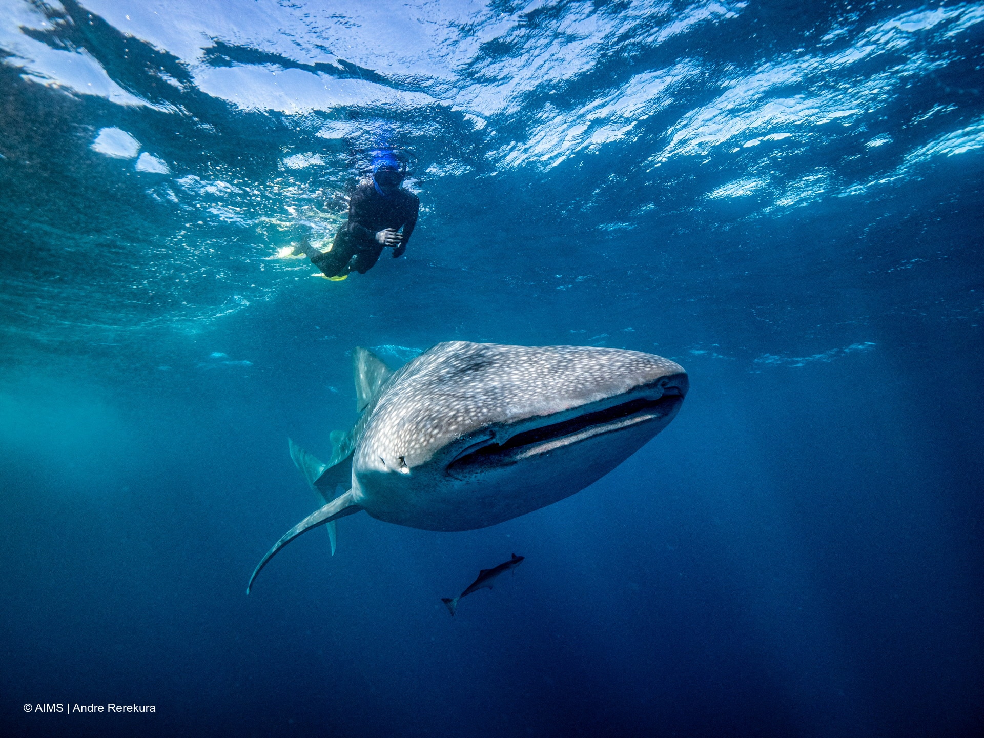 Whale sharks are serial snackers, dorsal fin cameras reveal