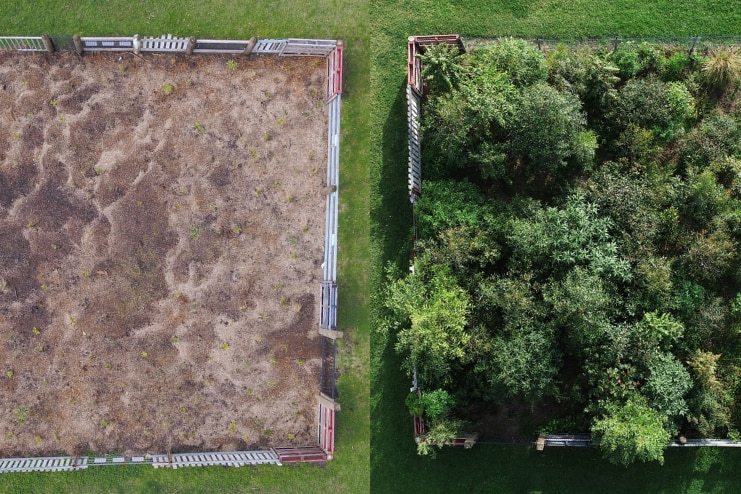 Two images show before and after plants have grown. One on the left is bare soil and on the right is green with bushes, trees.