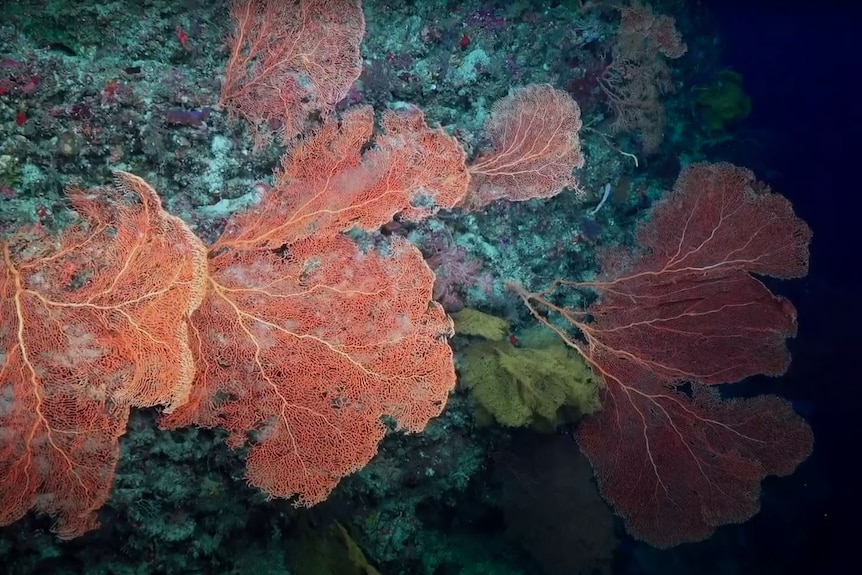 An underwater shot of a mesophotic reef, the coral is a brilliant red.