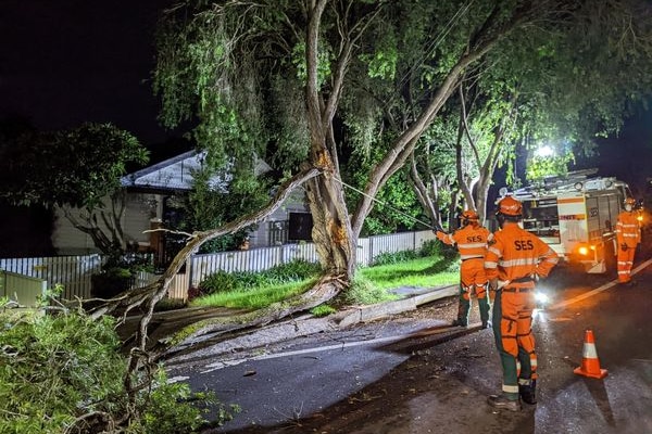 SES crews wearing orange uniforms works to chop down a fallen tree branch.