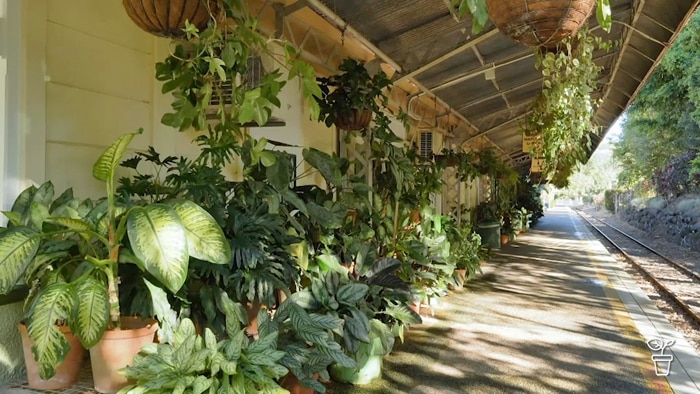 Train platform filled with green-leafed plants in pots and hanging baskets