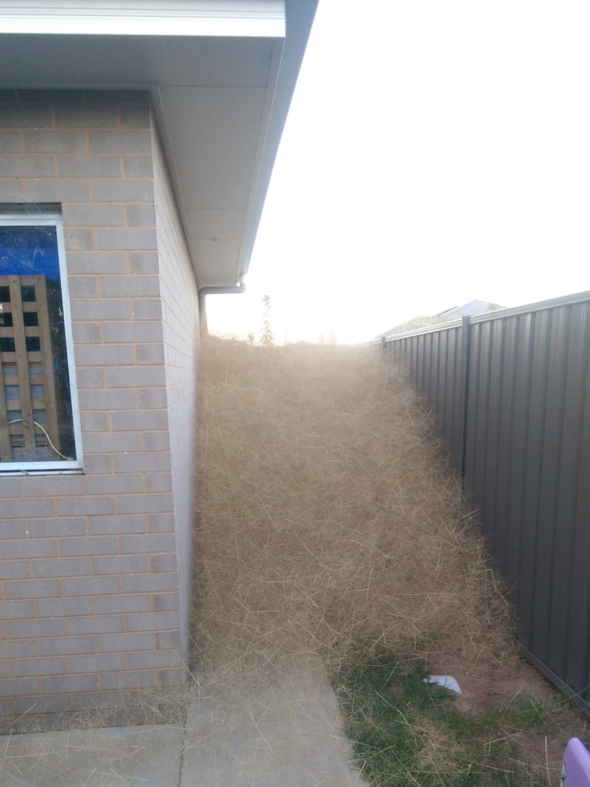 Tumbleweeds reach the height of a fence in Wangaratta.