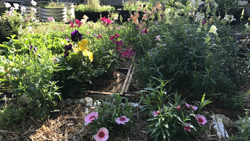 Raised wooden garden beds filled with dianthus, snapdragon and pansies.