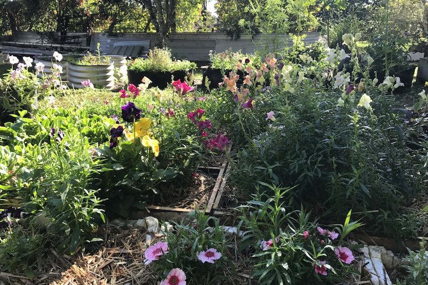 Raised wooden garden beds filled with dianthus, snapdragon and pansies.