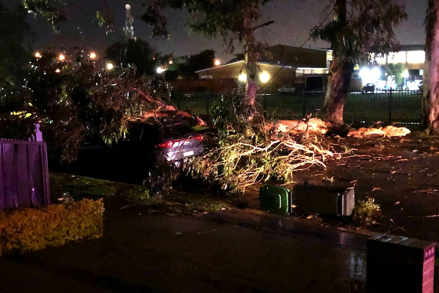 A car crushed beneath a fallen tree.