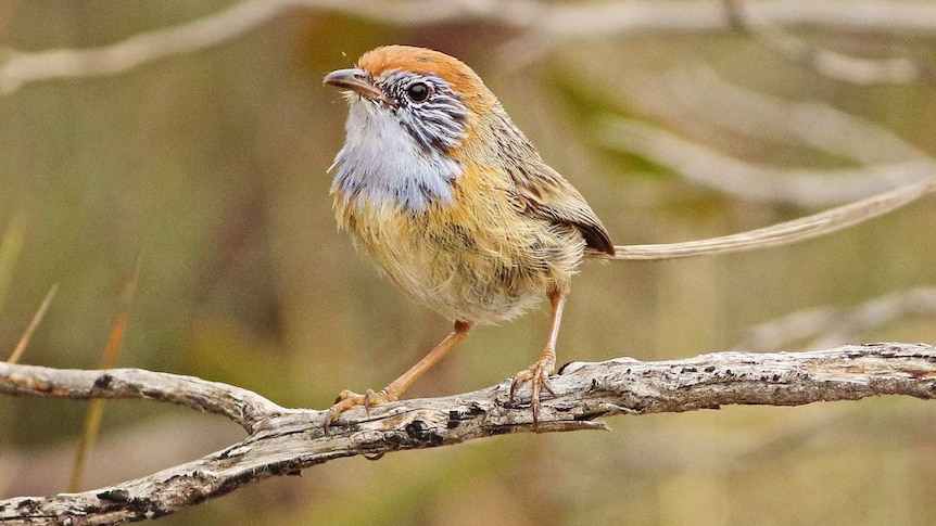 A male mallee emu-wren bird perches on a branch at Hattah-Kulkyne National Park