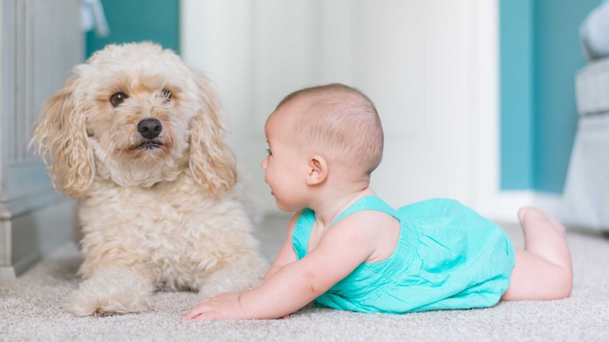 A baby lying on the ground beside a small dog.