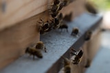 Female bees fanning wings to call others back to hive.