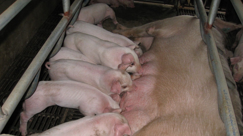 Sow feeds piglets in a stall